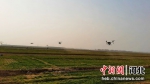 无人机喷洒农药。 王玉双 摄 - 中国新闻社河北分社