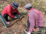 园林局工人在忙着开展春季养护工作。 甄建坡 摄 - 中国新闻社河北分社