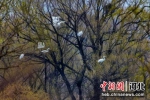 图为鸟儿在树间嬉戏。 褚付金 摄 - 中国新闻社河北分社