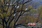 图为白鹭栖息在湖柳树上 。 褚付金 摄 - 中国新闻社河北分社