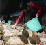 村民在采摘羊肚菌。 左琪 摄 - 中国新闻社河北分社