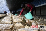 村民在采摘羊肚菌。 左琪 摄 - 中国新闻社河北分社