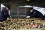 村民在筛检烘干后的羊肚菌。 左琪 摄 - 中国新闻社河北分社