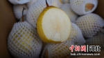 曲阳燕赵镇盛产的鸭梨。 马芊芊 摄 - 中国新闻社河北分社