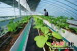 园区工人正在对蔬菜进行日常管护。 杨阔 摄 - 中国新闻社河北分社