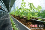 团瓢村智慧农业生态观光产业园区种植的蔬菜。 杨阔 摄 - 中国新闻社河北分社