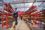园区工人正在对蔬菜进行日常管护。 杨阔 摄 - 中国新闻社河北分社