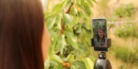 图为在河北省固安县侬人农业园温室大棚内，社员通过手机直播销售樱桃。　门丛硕 摄 - 中国新闻社河北分社