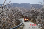 图为村民驾驶农用车行驶在花间的路上。 杜双玲 摄 - 中国新闻社河北分社