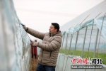在河北省隆尧县一现代农业种植基地，农民在打开蔬菜大棚放风口。 成梅 摄 - 中国新闻社河北分社