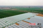 河北省隆尧县一现代农业种植基地(无人机照片) 。 成梅 摄 - 中国新闻社河北分社