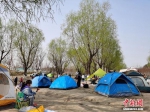 4月4日，众多游客在北京温榆河公园露营。中新网记者 李金磊 摄 - 中国新闻社河北分社