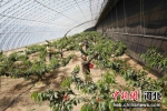 在河北省固安县卡尔叔叔幸福农场温室大棚内，社员们正选摘成熟的樱桃。 作者 吴迪 - 中国新闻社河北分社