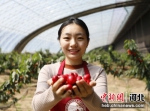 在河北省固安县卡尔叔叔幸福农场温室大棚内，社员展示刚刚选摘成熟的樱桃。 作者 吴迪 - 中国新闻社河北分社