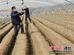 村民们正在忙着翻土、开沟、播种、施肥。 甄建坡 摄 - 中国新闻社河北分社