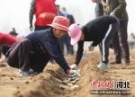 图为在河北省固安县小辛庄村，村民进行甘蔗种植。 吴迪 摄 - 中国新闻社河北分社