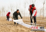 图为在河北省固安县小辛庄村，村民对甘蔗进行覆膜。 吴迪 摄 - 中国新闻社河北分社
