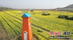 200多亩的油菜花迎来了盛花期。 刘琛 摄 - 中国新闻社河北分社