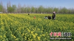 大片的油菜花在这春光里恣意绽放。 刘琛 摄 - 中国新闻社河北分社