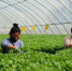 图为邯郸市曲周县育苗产业园内，工人正在嫁接蔬菜。　王海晓 摄 - 中国新闻社河北分社