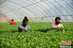 图为邯郸市曲周县育苗产业园内，工人正在嫁接蔬菜。　王海晓 摄 - 中国新闻社河北分社