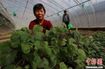 东马鸣堂村的蔬菜种植户展示在自家蔬菜育种大棚内培育出的蔬菜秧苗。　张亚 摄 - 中国新闻社河北分社