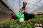 东马鸣堂村的蔬菜种植户在自家的蔬菜育种大棚内给蔬菜秧苗浇水。　张亚 摄 - 中国新闻社河北分社