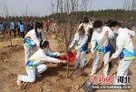 图为植树活动现场。 高阳 摄 - 中国新闻社河北分社