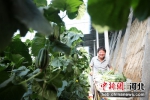 在河北省隆尧县固城镇小孟村甜瓜种植基地，瓜农在大棚内采收甜瓜。 成梅 摄 - 中国新闻社河北分社