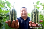 在河北省隆尧县固城镇小孟村甜瓜种植基地，瓜农在展示采摘的甜瓜。 成梅 摄 - 中国新闻社河北分社