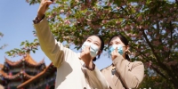 居民在河北省邢台市南和区一公园的樱花丛中自拍。 作者 武国栋 - 中国新闻社河北分社