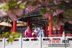 河北省邢台市南和区一公园内的樱花盛开，居民正在赏花。 武国栋 摄 - 中国新闻社河北分社