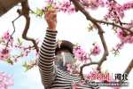果农在为桃树疏花。 韩冰 摄 - 中国新闻社河北分社