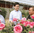 图为在河北省固安县小范庄村月季花棚内，种植户向客户介绍月季花管理技巧。 吴迪 摄 - 中国新闻社河北分社