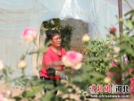 图为在河北省固安县小范庄村月季花棚内，工人们正在搬运月季花。 吴迪 - 中国新闻社河北分社