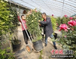图为在河北省固安县小范庄村月季花棚内，工人们正在搬运月季花。 吴迪 摄 - 中国新闻社河北分社