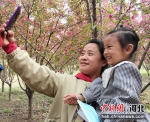游客在花海中拍照打卡。 李月英 摄 - 中国新闻社河北分社
