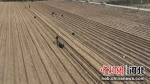图为村民在种植麻山药。(航拍图) 康涛 摄 - 中国新闻社河北分社