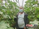 董永超展示其引种的维多利亚葡萄。 吕亚平 摄 - 中国新闻社河北分社