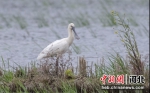 白琵鹭在岸边休息。 史建方 摄 - 中国新闻社河北分社