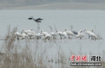 成群的白琵鹭在水中嬉戏觅食。 史建方 摄 - 中国新闻社河北分社