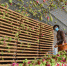 图为在邯山区代召乡玫瑰种植基地，农民在翻晾刚采摘的玫瑰花。 李昊 摄 - 中国新闻社河北分社