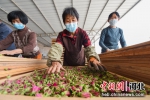 图为在邯山区代召乡玫瑰种植基地，农民在晾晒刚采摘的玫瑰花。 李昊 摄 - 中国新闻社河北分社