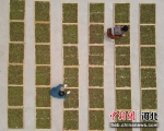 图为在邯山区代召乡玫瑰种植基地，农民在晾晒刚采摘的玫瑰花(无人机照片)。 李昊 摄 - 中国新闻社河北分社
