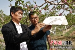 张国桥(左)指导种植户进行果树生物防治。 张明月 摄 - 中国新闻社河北分社