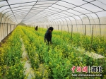 工人为白菜花除草。 李航 摄 - 中国新闻社河北分社