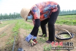 图为工人在收割芦笋。 张旭宁 摄 - 中国新闻社河北分社