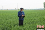图为蔡士学在田间记录小麦生长情况。　王昱鑫 摄 - 中国新闻社河北分社