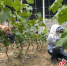 唐山曹妃甸区文霞果蔬种植专业合作社的农民正在采摘葡萄。 季春天 摄 - 中国新闻社河北分社