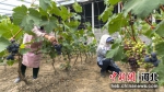 唐山曹妃甸区文霞果蔬种植专业合作社的农民正在采摘葡萄。 季春天 摄 - 中国新闻社河北分社